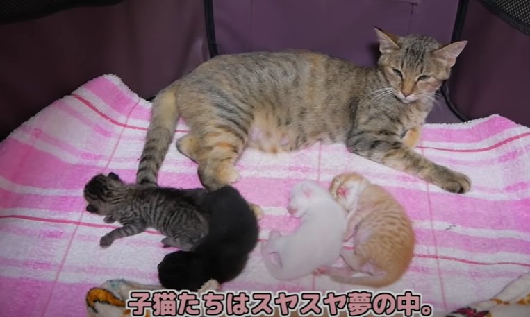 母猫とぐっすり眠る子猫たち