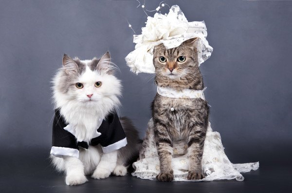 ウエディングの衣装を着た猫たち