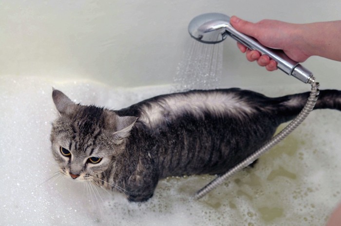 シャワーされている猫