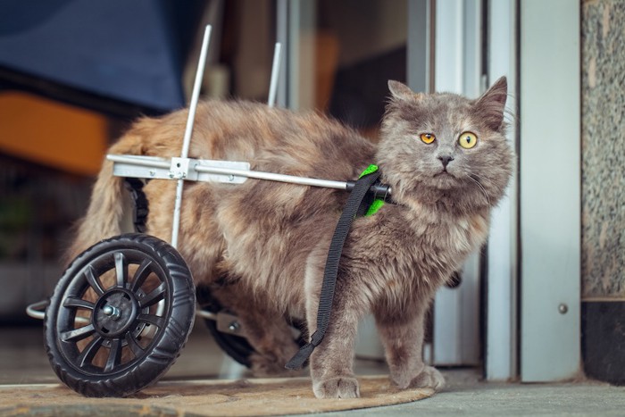 猫用車椅子をつけた猫