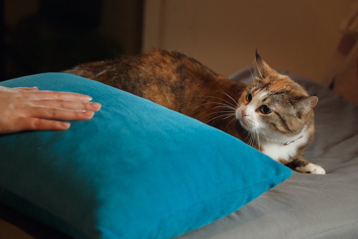 枕に置かれた人の手を見て不満げな猫