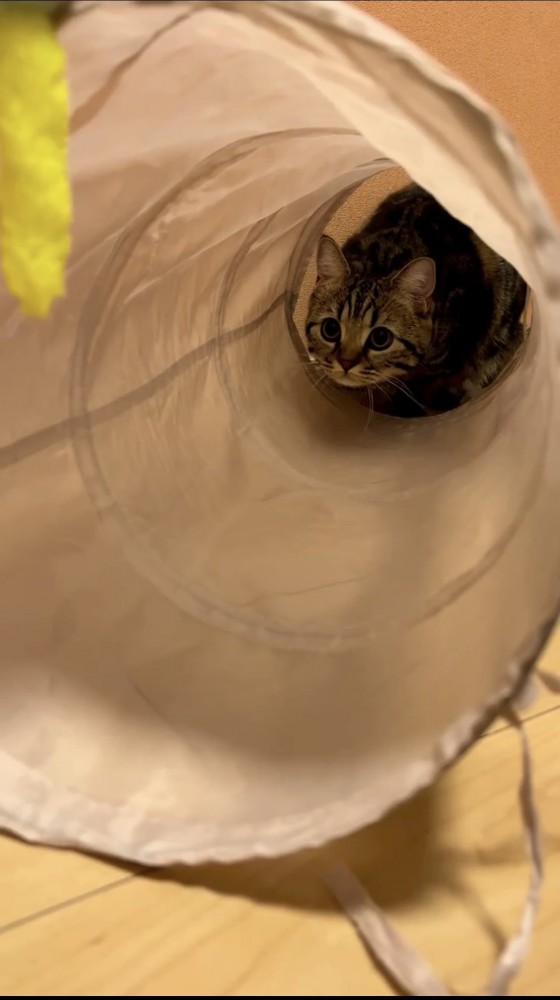 ドンネルの奥にいる猫