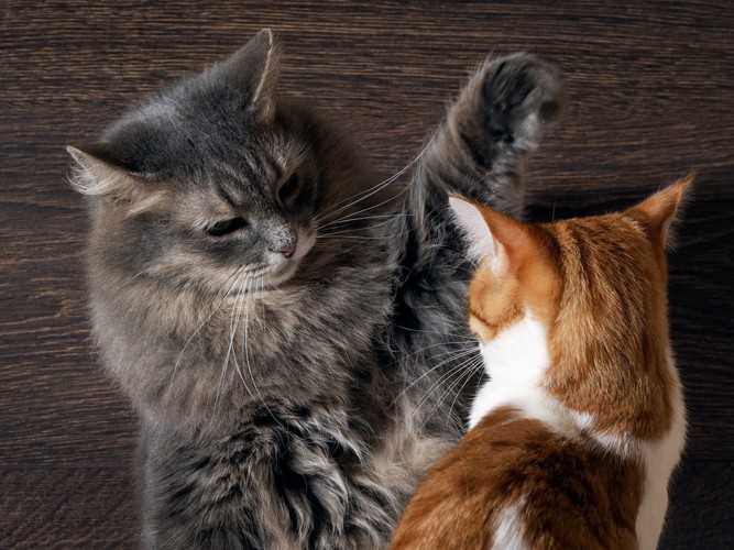 知覚過敏で喧嘩をしている猫