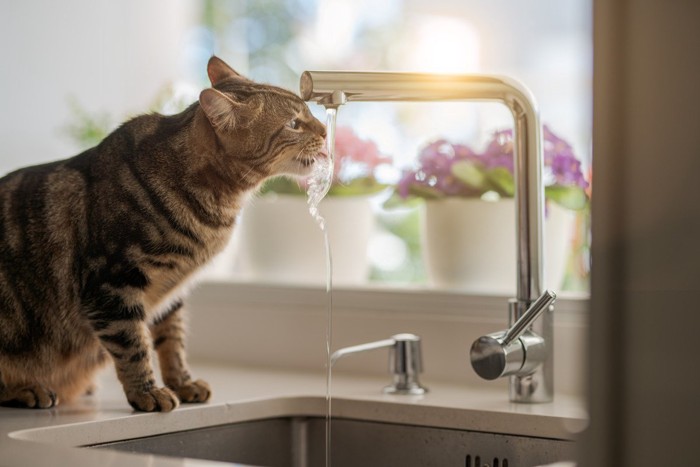 蛇口から水を飲む猫