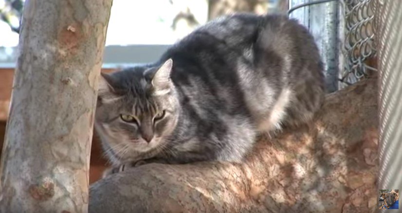 木の枝に座る猫