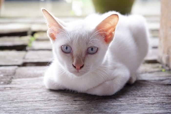 こちらを見つめる白い猫