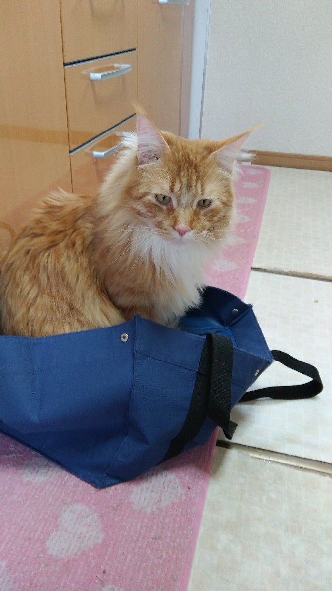 紺色のバッグに入る猫