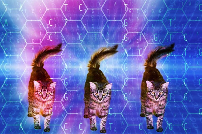 クローン猫のイメージ