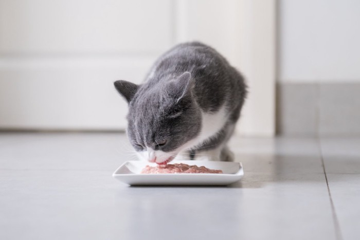 ご飯を食べている猫