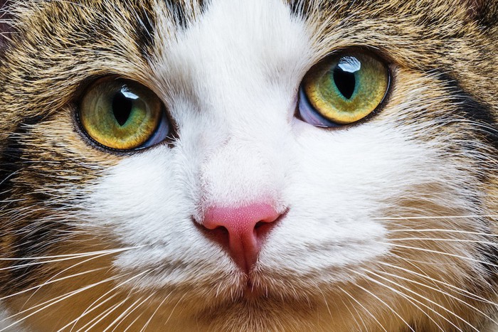 きれいな瞳の猫アップ