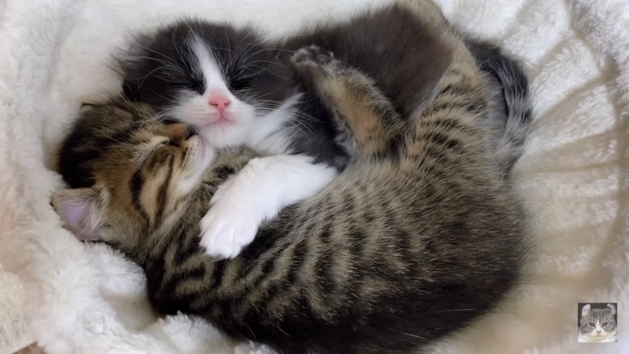 抱き合う子猫
