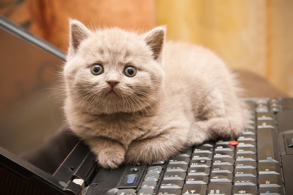 パソコンの上に猫
