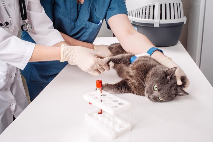 検査のために獣医師に採血されている猫