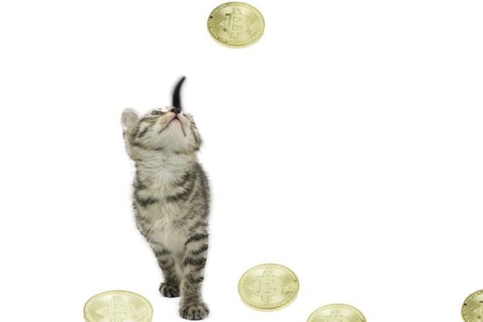 ビットコインと猫