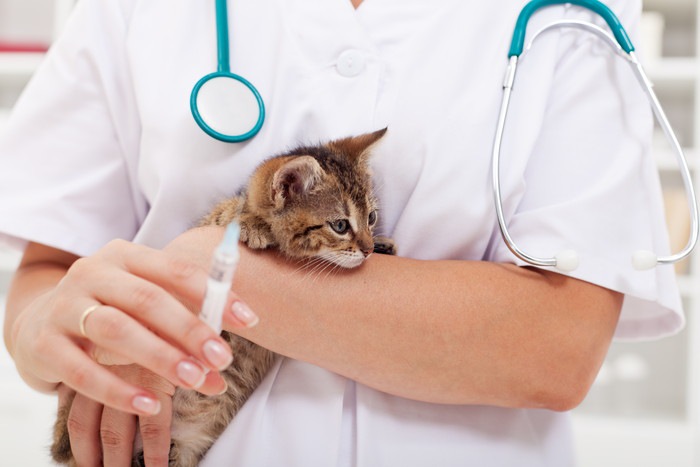 抱かれる子猫と注射器の写真