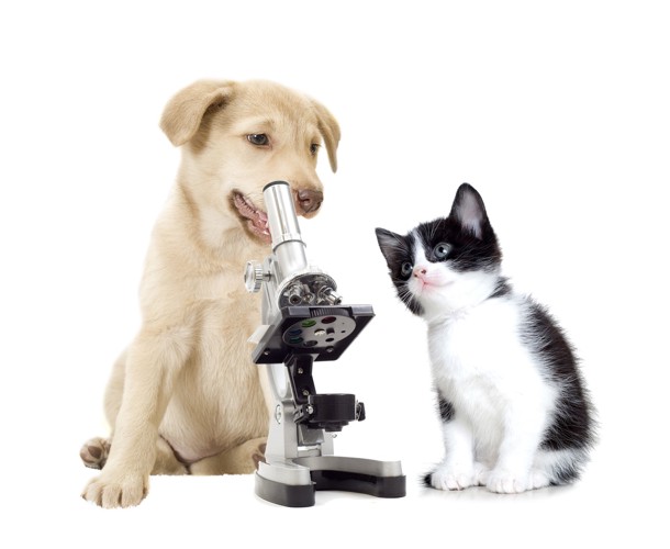 顕微鏡を覗く犬とそれを見つめる子猫