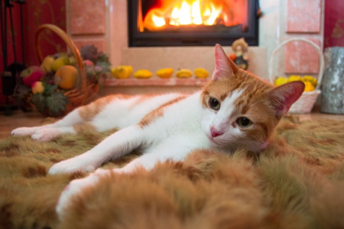 暖炉であったまる猫