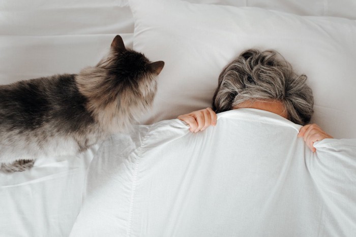 ベッドで寝ている飼い主を起こしにきた猫
