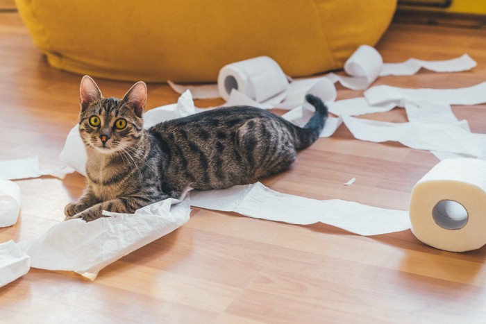 .トイレットペーパーをおもちゃにする猫