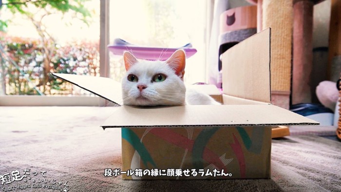 箱に入っている白猫