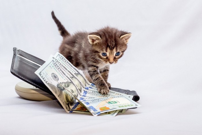 お札とお財布の上に乗る子猫
