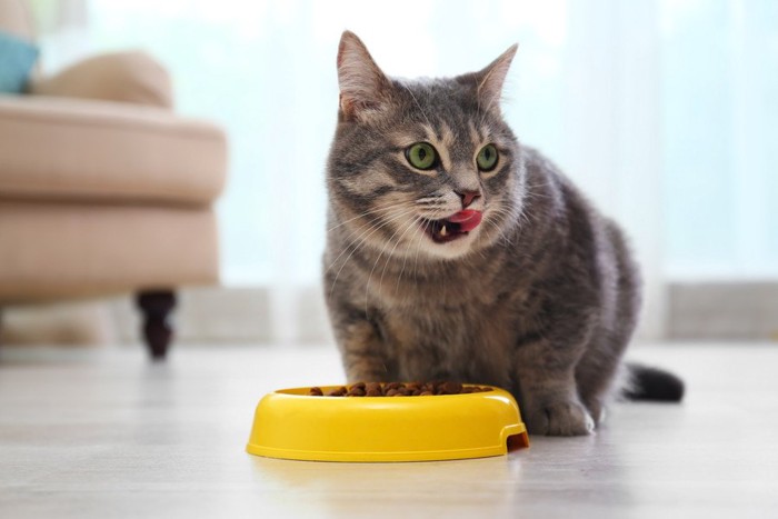 舌をペロンとしながら食事する猫