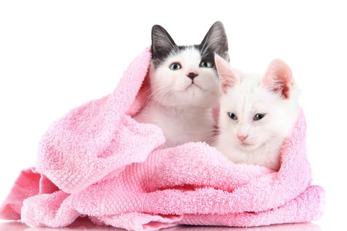 タオルと猫