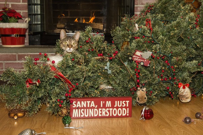クリスマスツリーを倒した猫