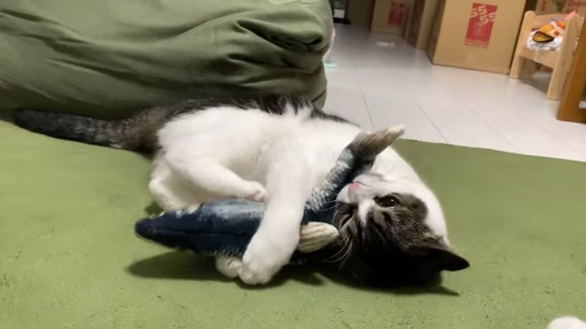 魚のおもちゃを噛む猫