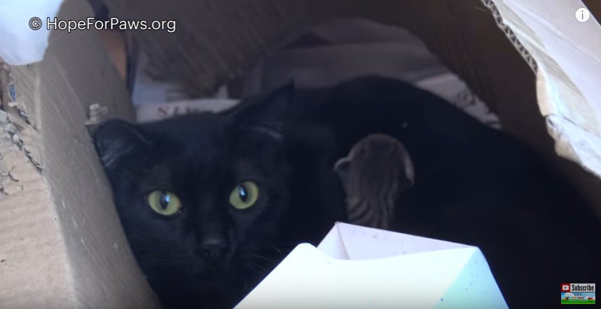 箱にかくれる黒猫