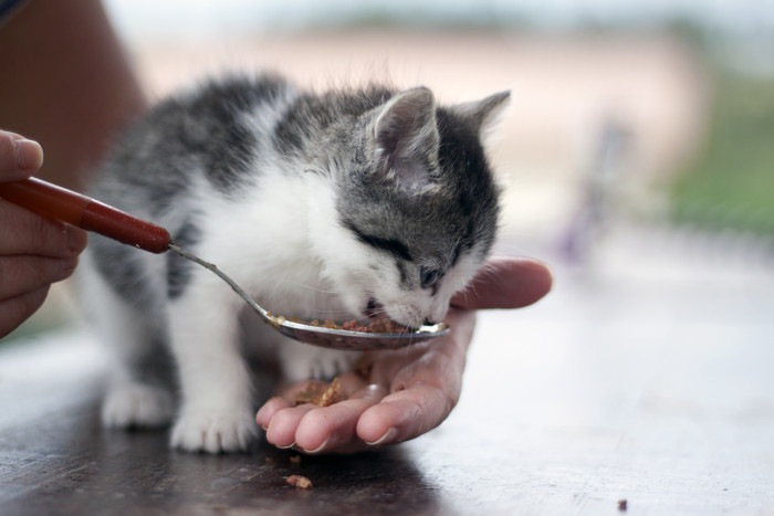 スプーンでご飯を食べる子猫の写真