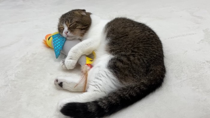 おもちゃを抱いて寝ている猫
