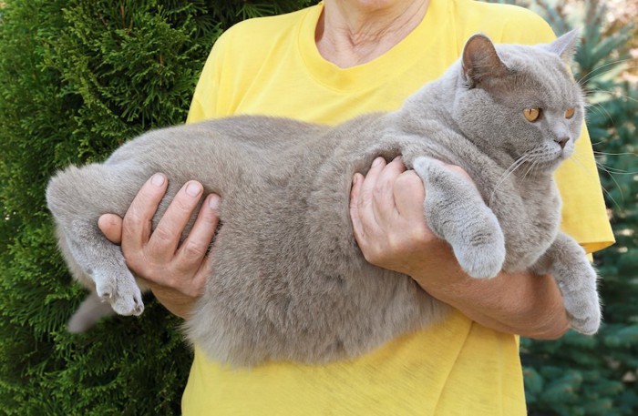 抱っこされている太り気味の猫