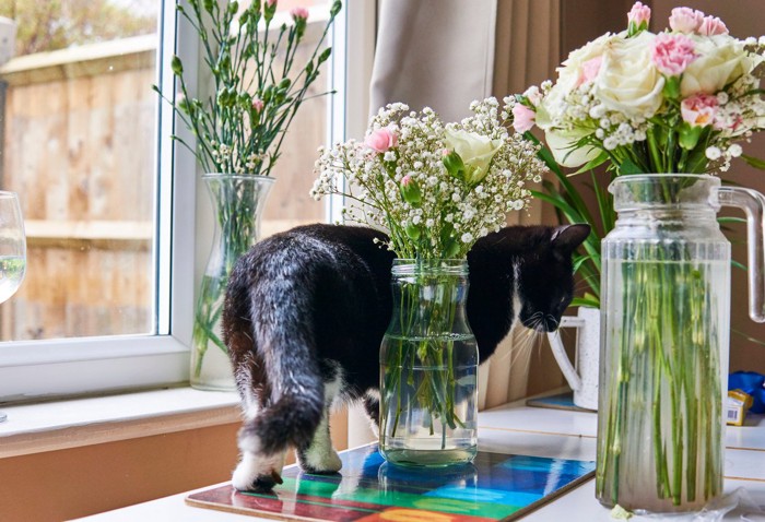 花瓶を避けながら歩く猫