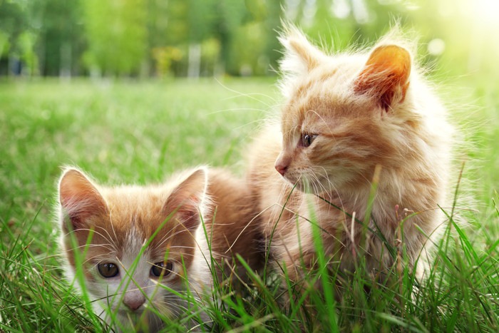 草むらにいる2匹の子猫