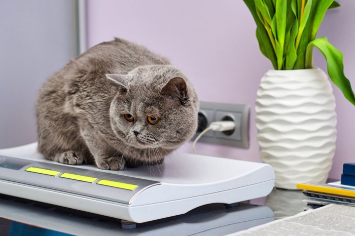 体重を量る猫