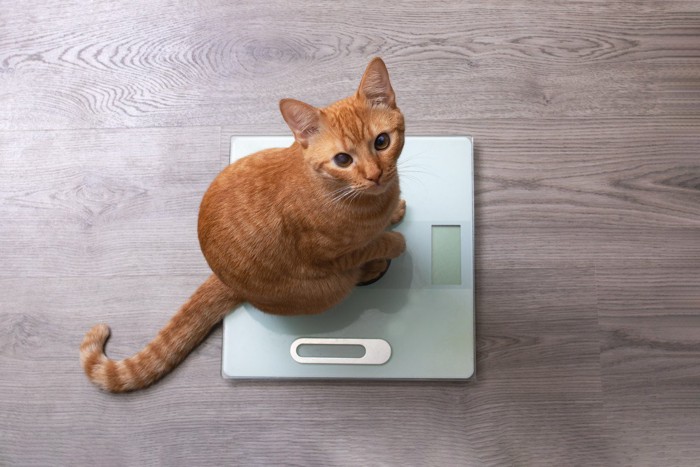体重計の上に乗る猫