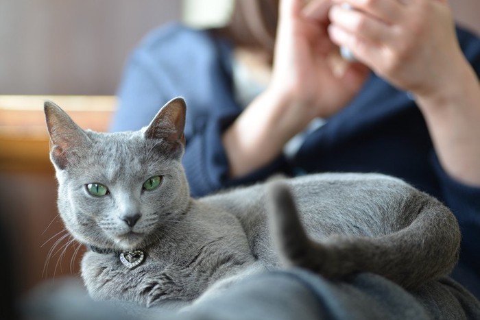 足の上に乗る猫