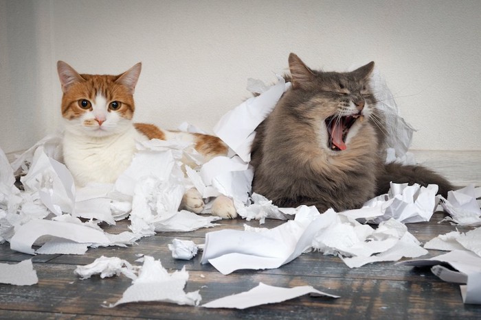 紙くずを散らかした2匹の猫たち