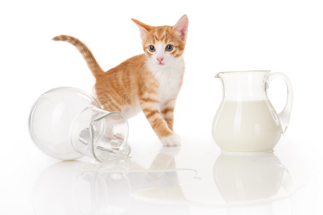 ミルク瓶と猫
