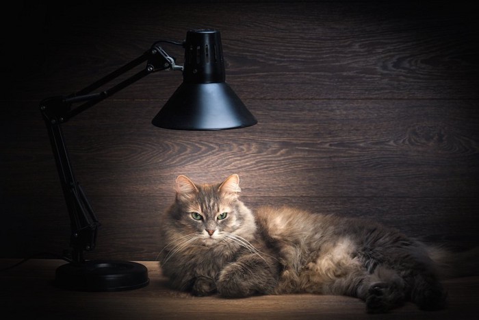 暗闇の中で付けっ放しの照明の下にいる猫