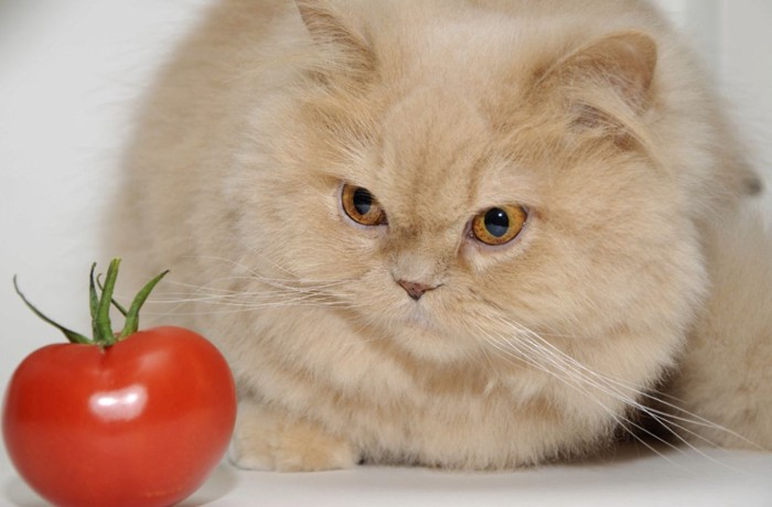トマトと猫