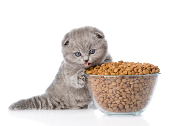 子猫に多すぎる餌の量