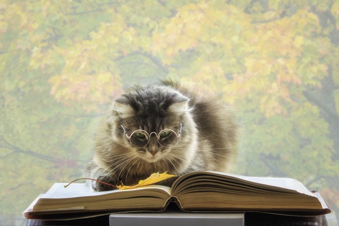 開いた本の上の猫