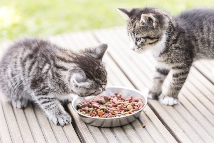 餌を食べる二匹の子猫