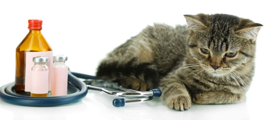 猫と聴診器と薬