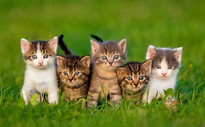 5匹で整列している子猫たち