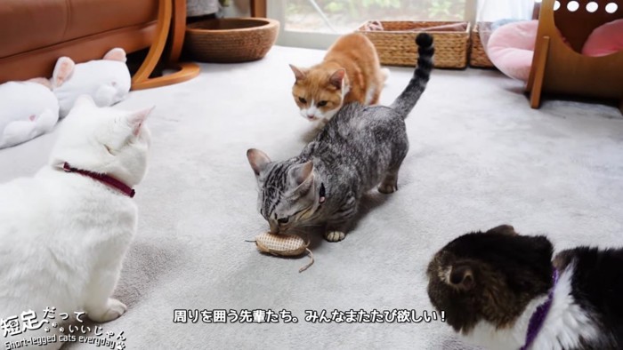 おもちゃのニオイを嗅ぐ猫と周りにいる3匹の猫