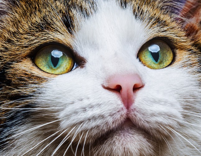 綺麗な瞳の猫アップ