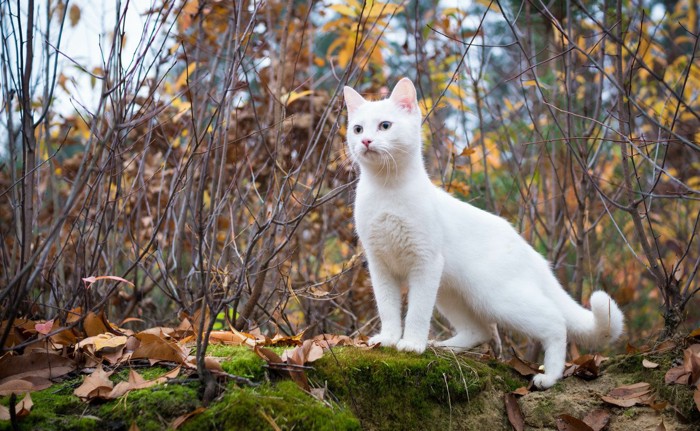 野外を歩く白猫
